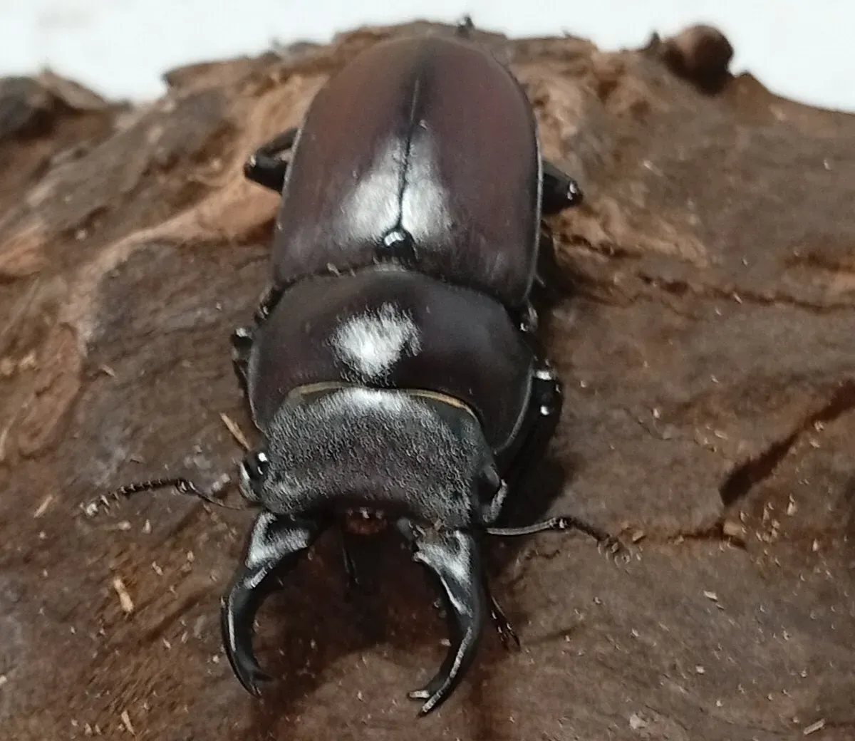 【原名亜種】スペンスシカノコギリクワガタ成虫ペアWF1 ♂40mm×♀30mm