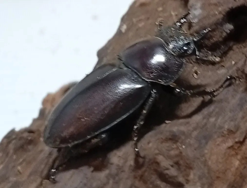 【原名亜種】スペンスシカノコギリクワガタ成虫ペアWF1 ♂40mm×♀30mm