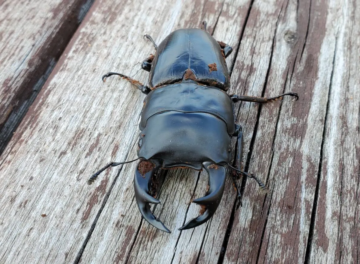 WF1オオクワガタのペア（♂オス 66.0mm ♀メス 44.0mm）北海道檜山産