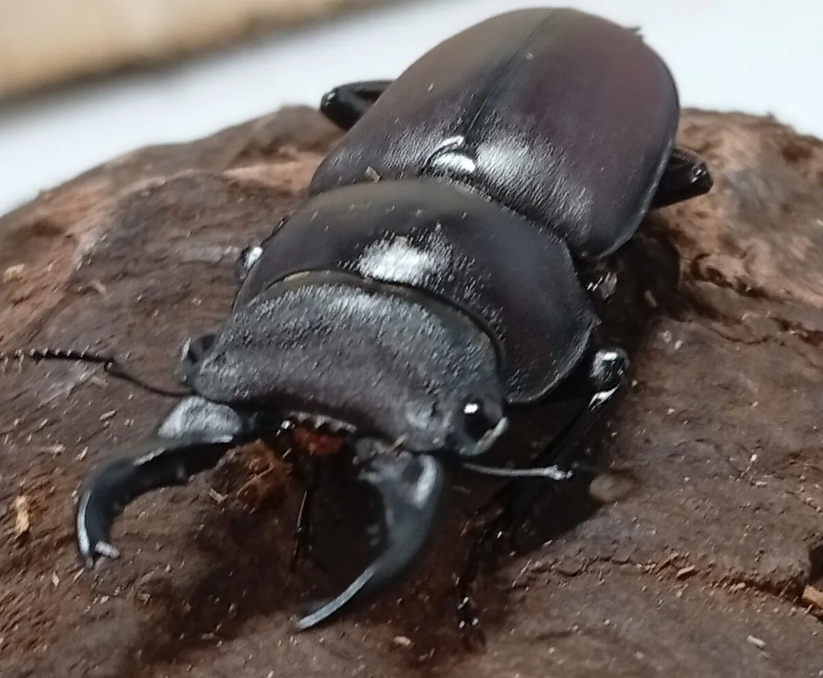 【原名亜種】スペンスシカノコギリクワガタ成虫ペアWF1 ♂40mm×♀30mm