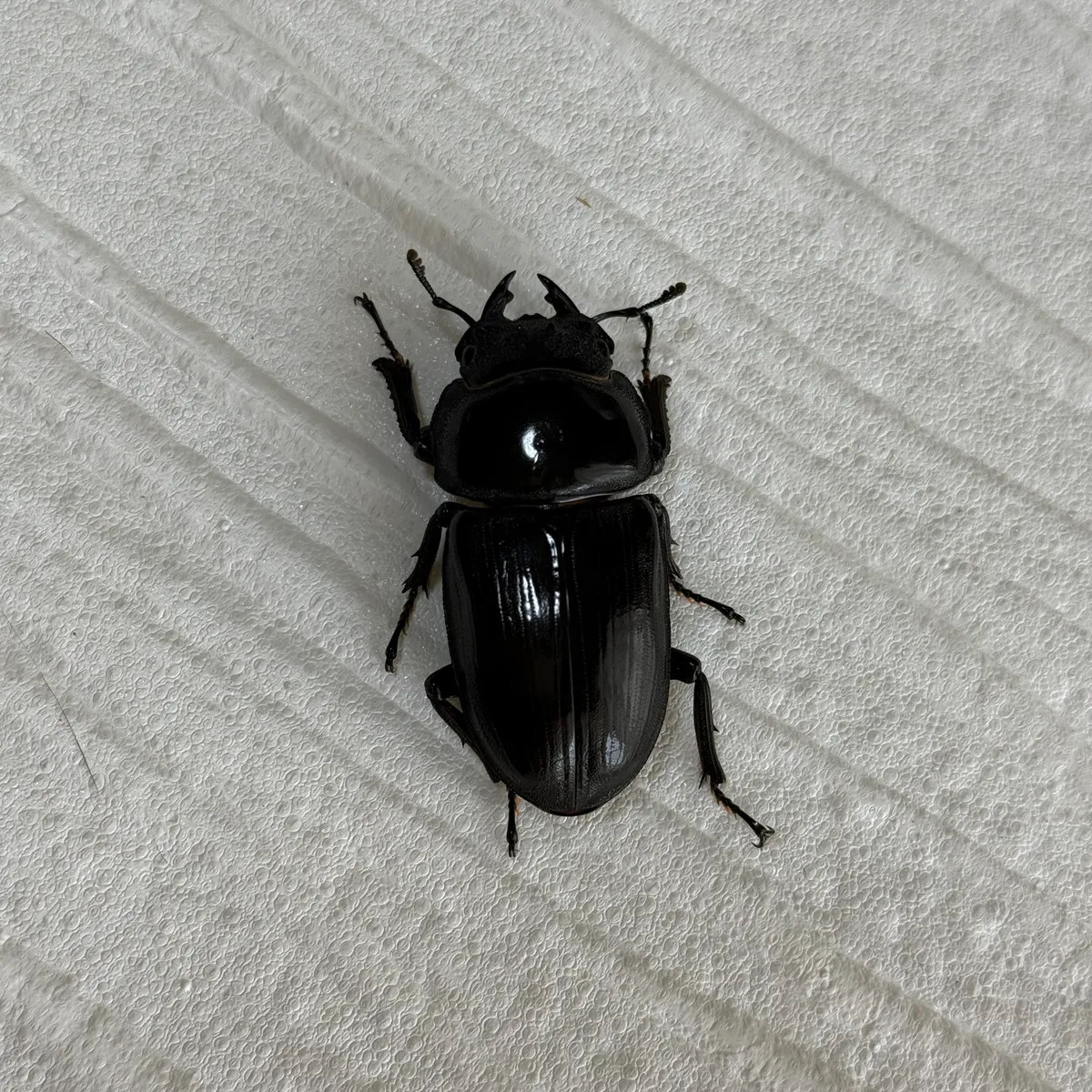 能勢YG血統オオクワガタ 成虫ペア ♂約71mm/♀約46mm No. 1 〔人工繁殖個体〕