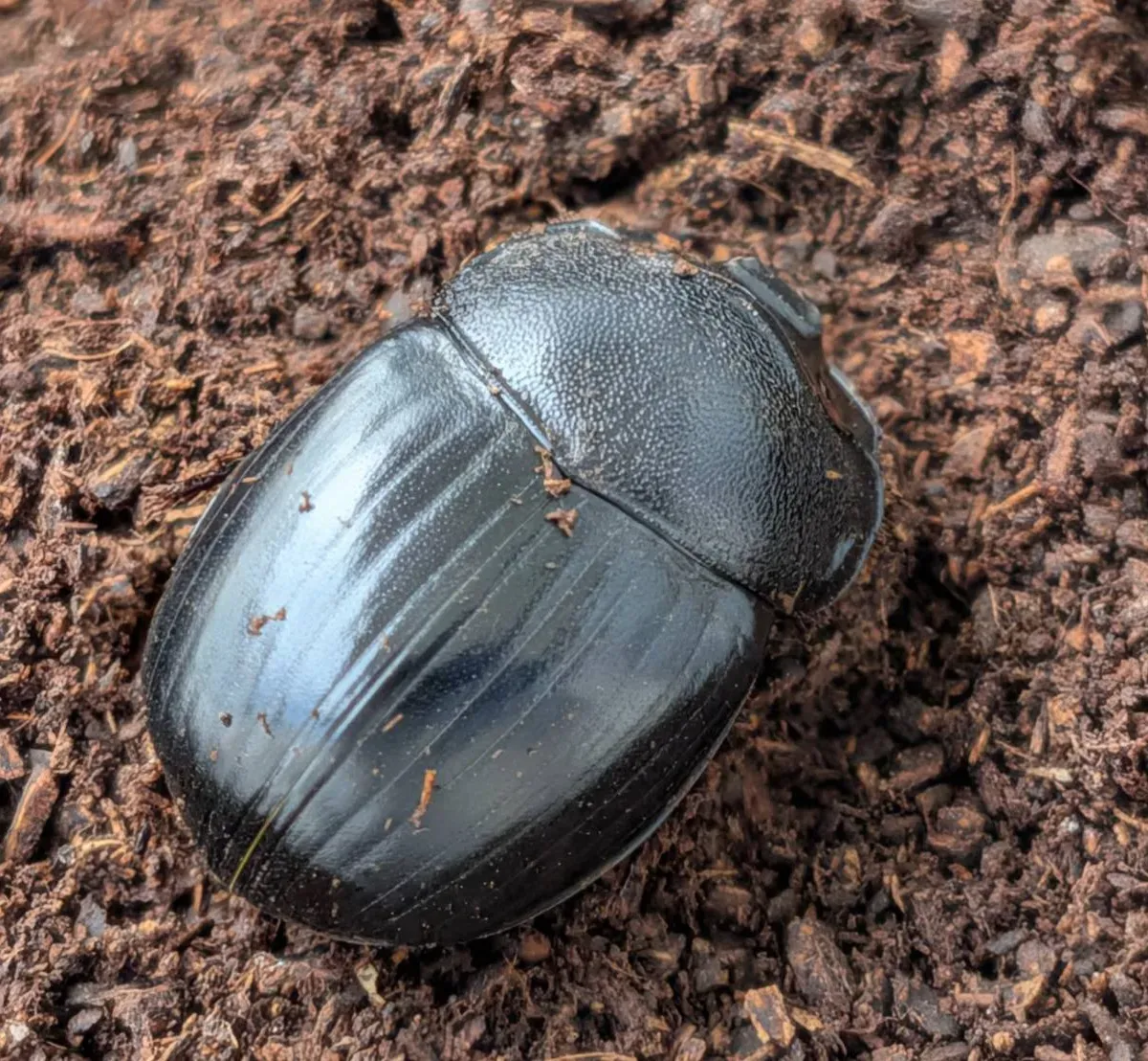 超希少！大型の北海道ダイコクコガネ成虫 WD ペア （♂25.7mm