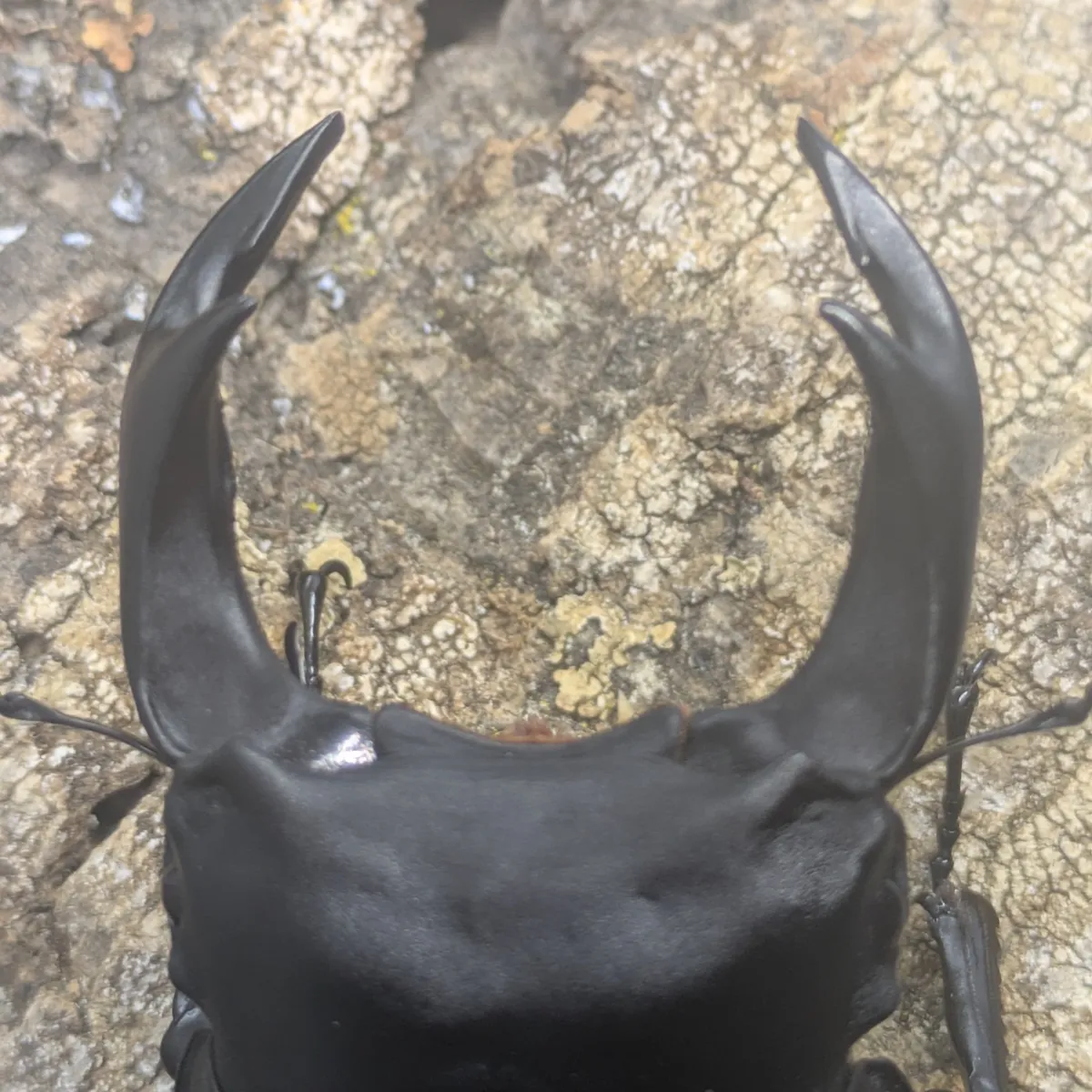 85.3㎜♂88.5同腹】オオクワガタ能勢SR血統 D13