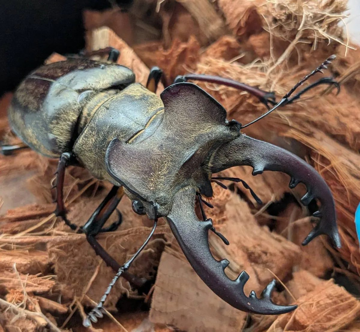 カブトムシとクワガタムシ専門の昆虫オークション｜カブ王!オークション