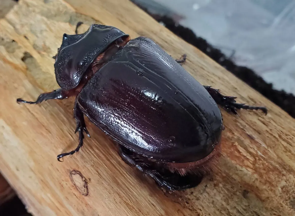 ケンタウルスミツノカブト3令幼虫2頭 / アルゼンチン・イグアス産 F9