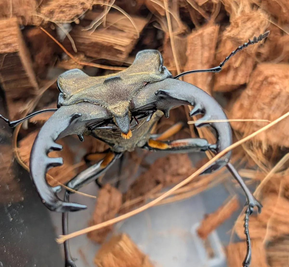 超大型！エゾミヤマクワガタ ♂73.9mm♀42.7mm WDペア/北海度胆振産