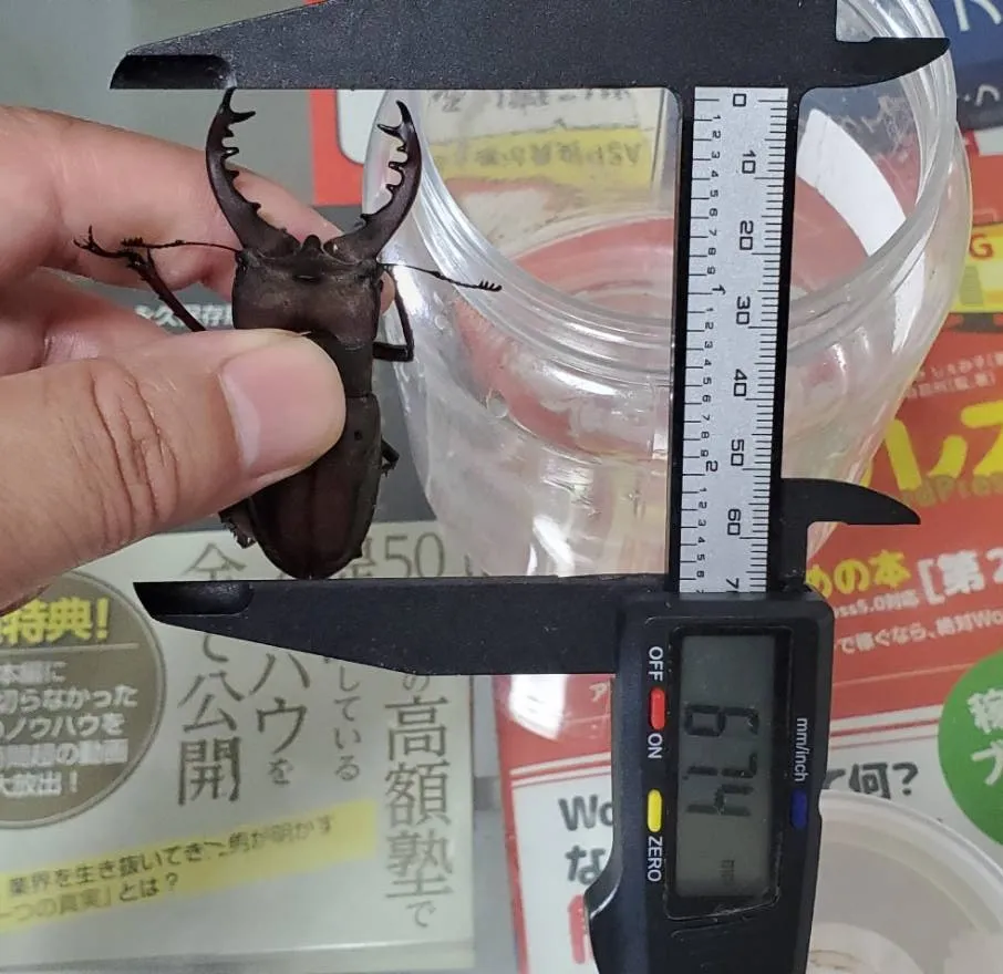 エゾ型ミヤマクワガタ天然採集WD成虫ペア（空知産）（ ♂67.4mm