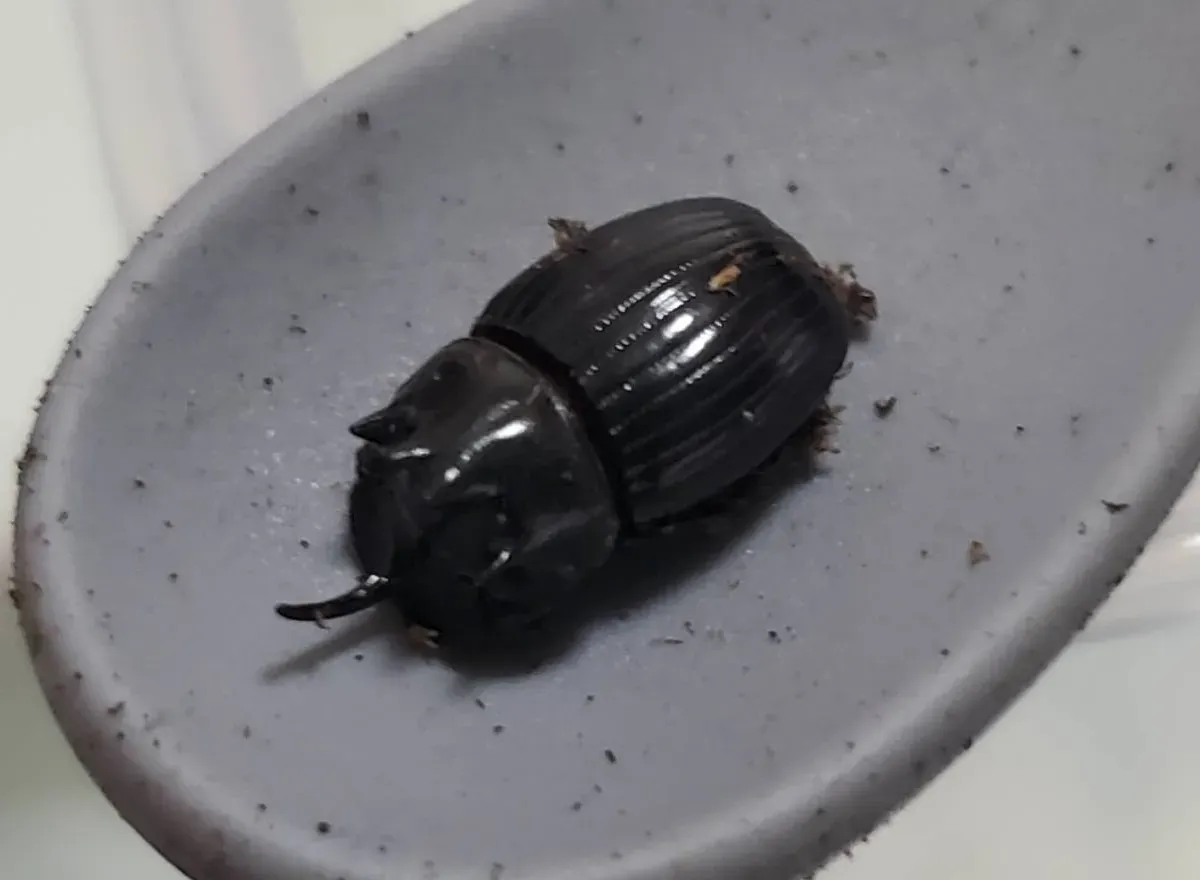 希少！ダイコクコガネペア小型・空知産 WD（♂♀フリーサイズ） 天然