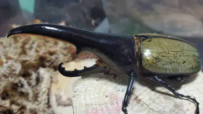 JCZ2503】ヘラクレス・メテオ(Jewel Crown血統) 3令幼虫ペア（4頭）F1