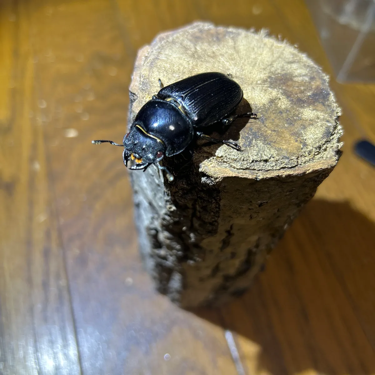 カブトムシとクワガタムシ専門の昆虫オークション｜カブ王!オークション