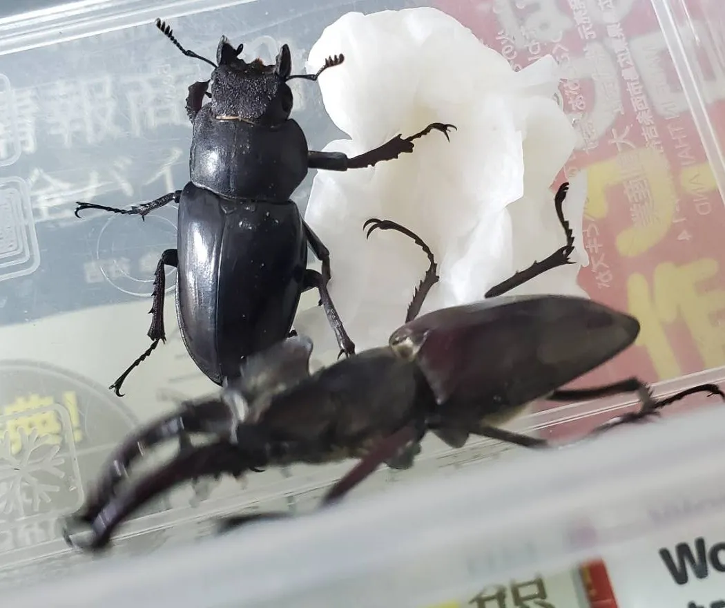 エゾ型ミヤマクワガタ天然採集WD成虫ペア（空知産）（ ♂65.6mm