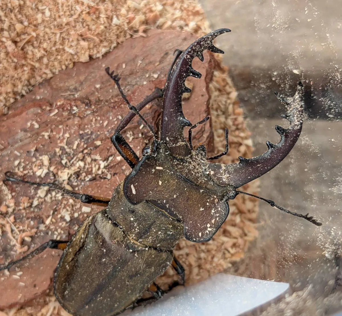 天然採集エゾ型ミヤマクワガタ♂♀ペア・WD/北海度空知産（ ♂68.3mm