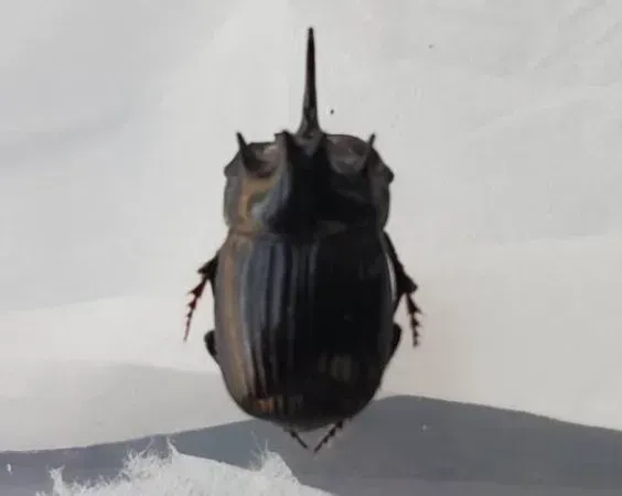 カブトムシとクワガタムシ専門の昆虫オークション｜カブ王!オークション