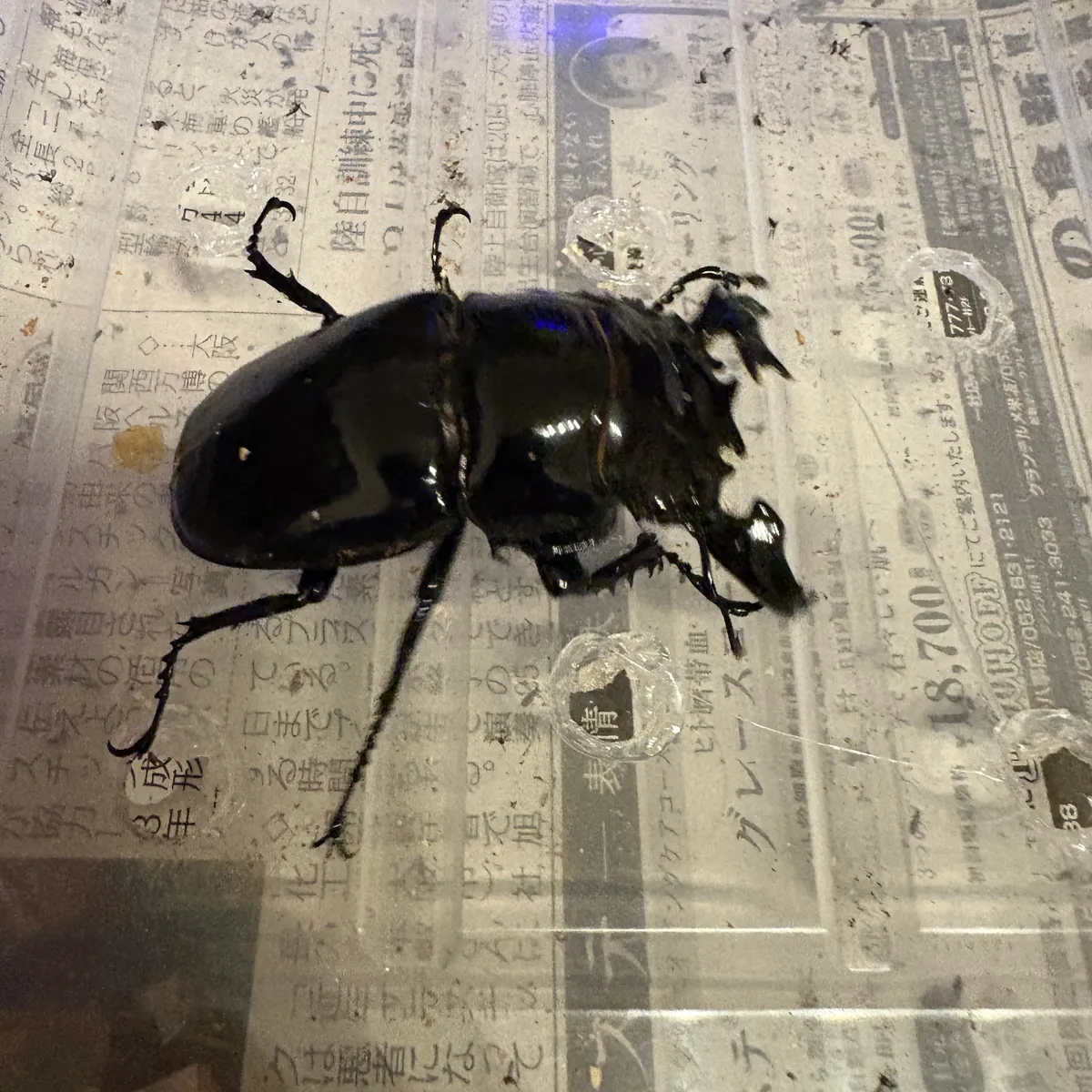 タランドゥス78✖️47｜カブ王!オークション