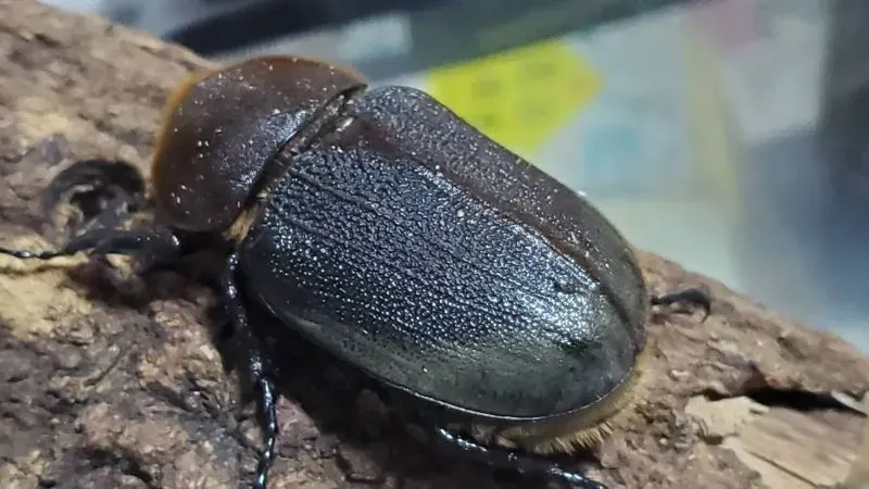 JCZ2503】ヘラクレス・メテオ(Jewel Crown血統) 3令幼虫ペア（4頭）F1