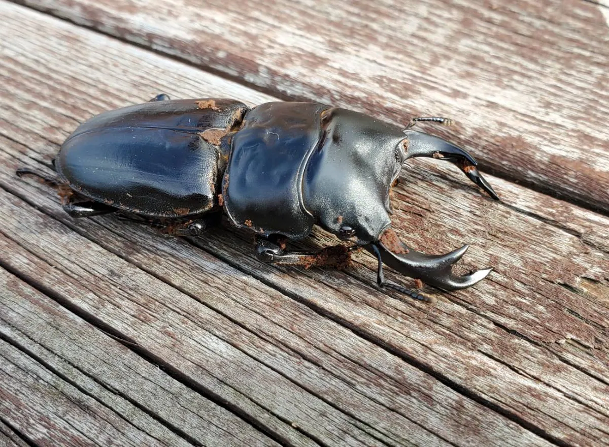 え*読様 オオコクワガタWF1 大型63㎜　超珍品 え*読様 オオコクワガタWF1 大型63㎜ 超珍品 - メルカリ