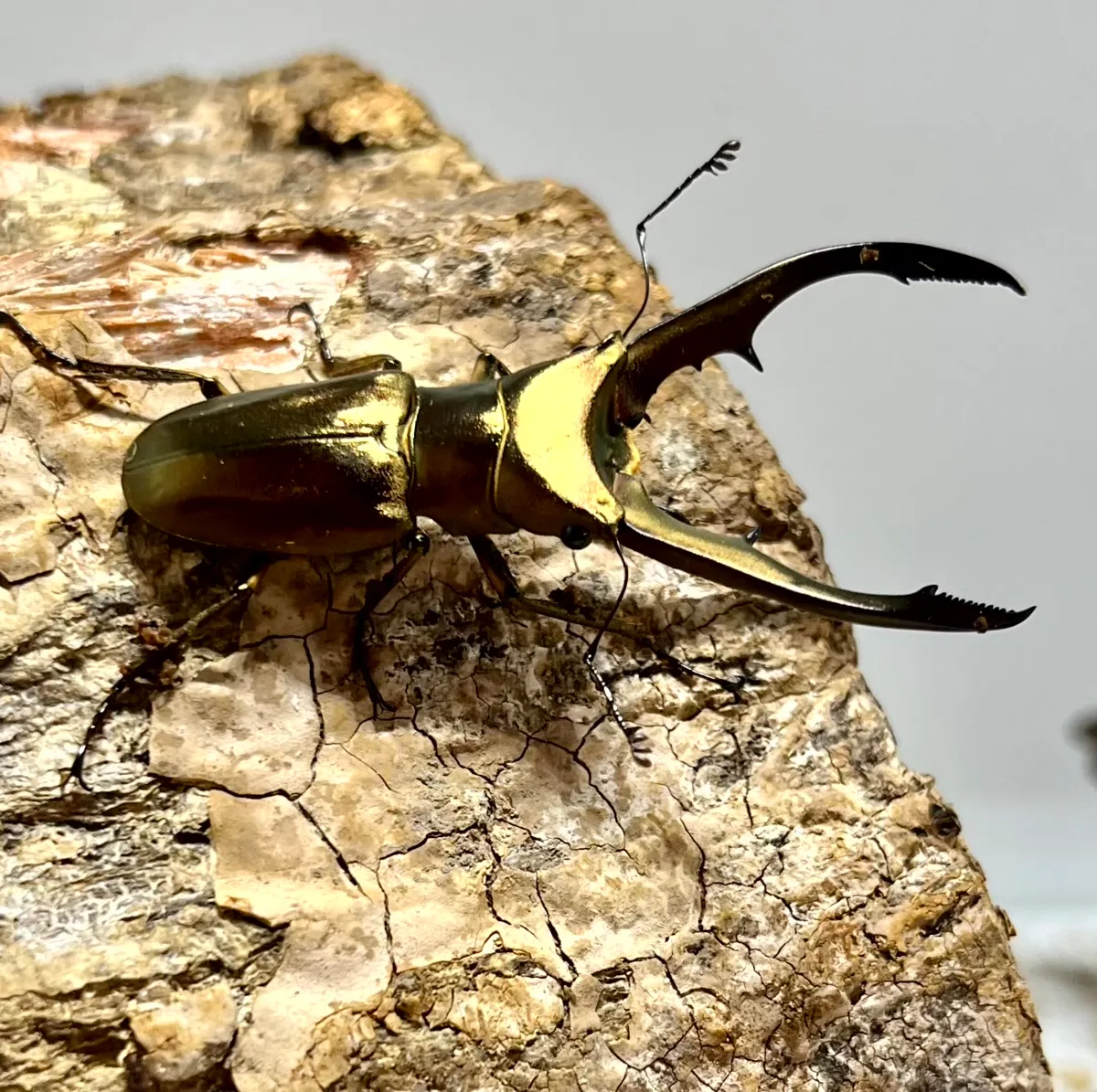 カブトムシとクワガタムシ専門の昆虫オークション｜カブ王!オークション