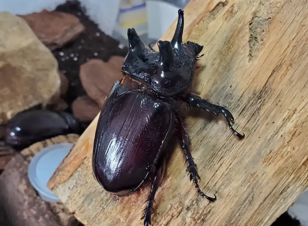 ケンタウルス ケンタウルスミツノカブト3令幼虫2頭 / アルゼンチン・イグアス