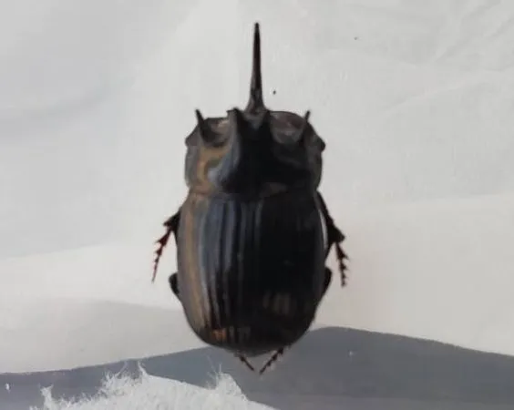 希少！ダイコクコガネ（空知産）♂単フリーサイズ（16mm前後）WD 天然