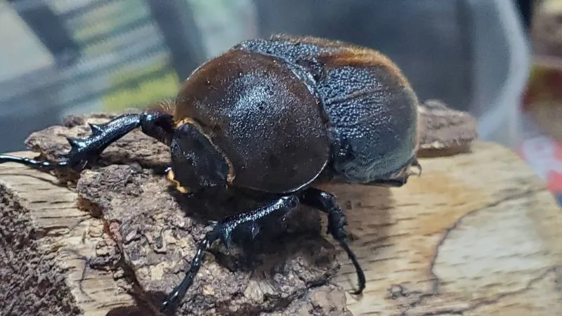 JCZ2503】ヘラクレス・メテオ(Jewel Crown血統) 3令幼虫♂♀2