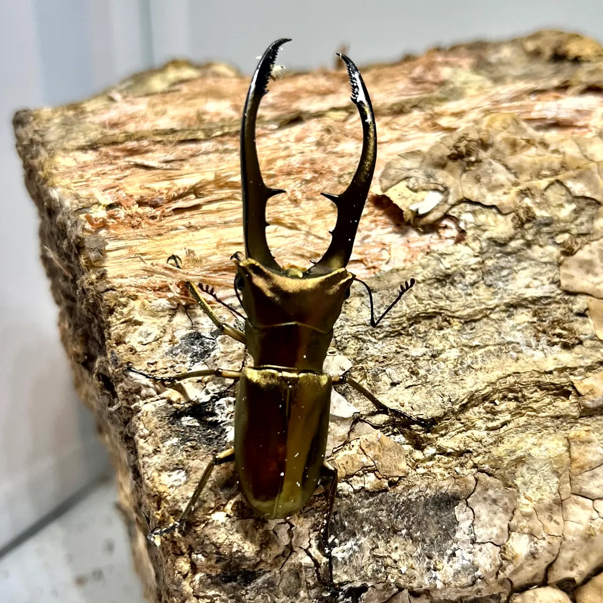 カブトムシとクワガタムシ専門の昆虫オークション｜カブ王!オークション