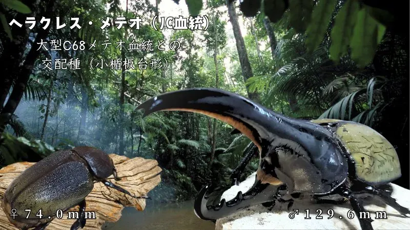外国産カブトムシ｜カブ王!オークション