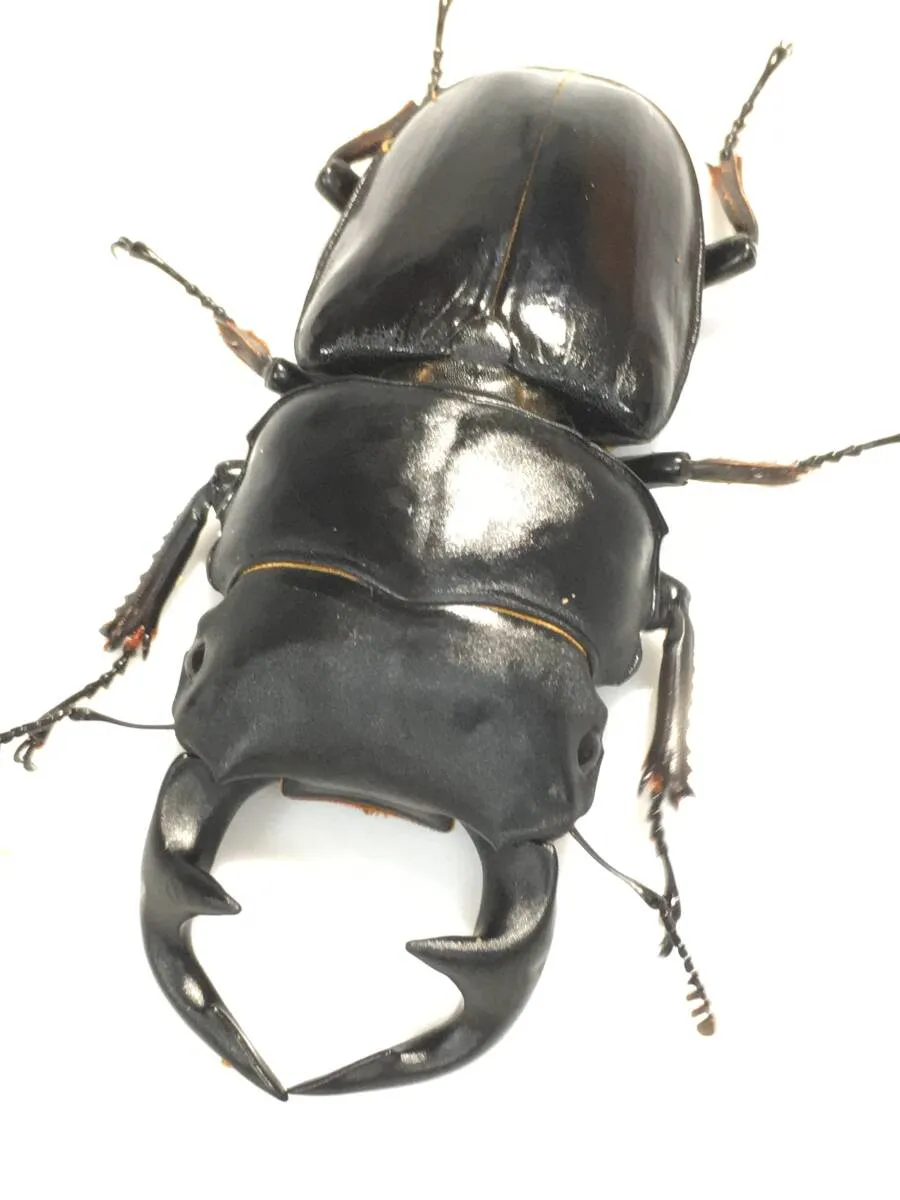 カブトムシとクワガタムシ専門の昆虫オークション｜カブ王!オークション