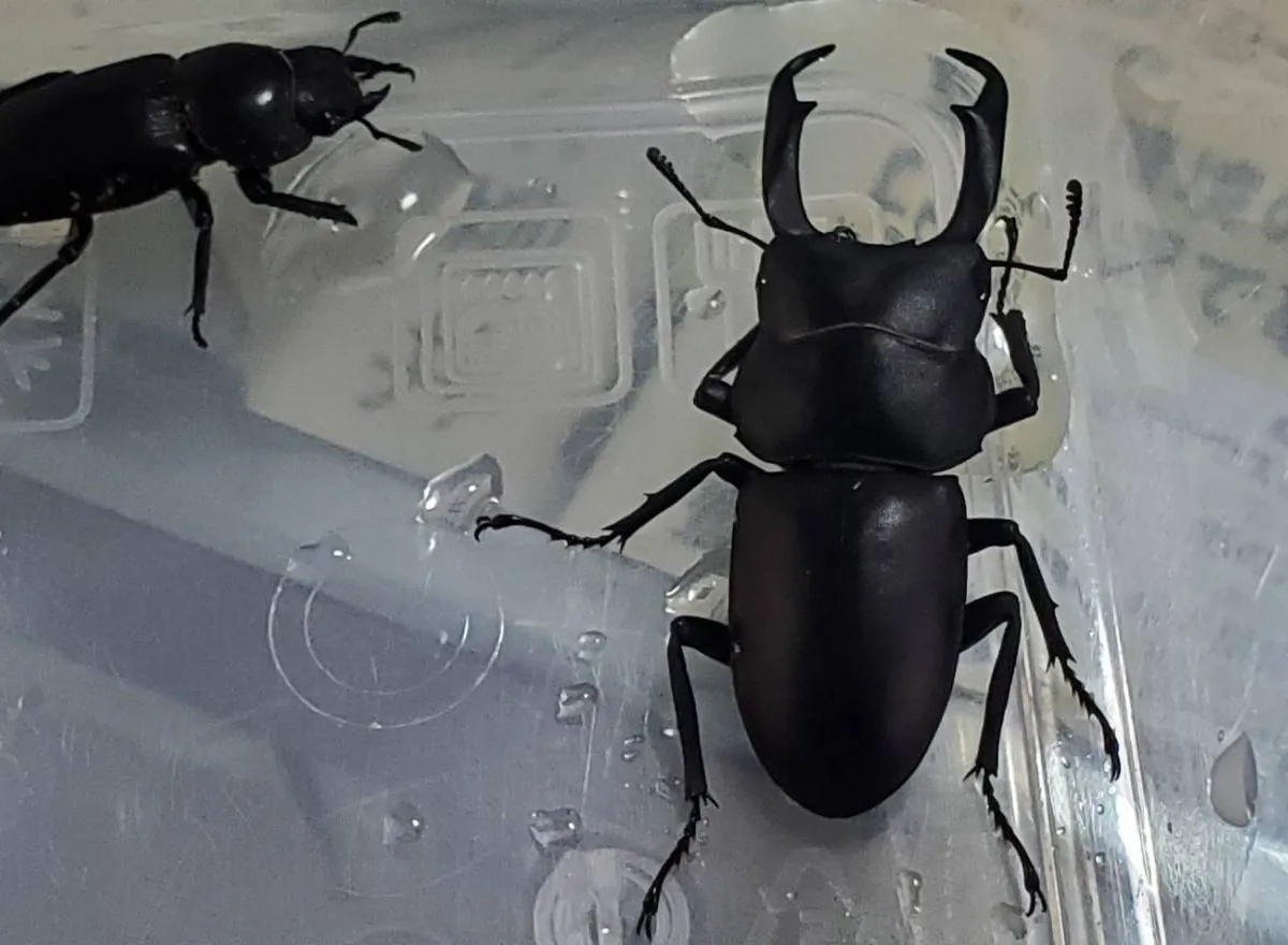 昆虫大系 昆虫と自然の最新号【2025年10月号 (発売日2025年09月20日