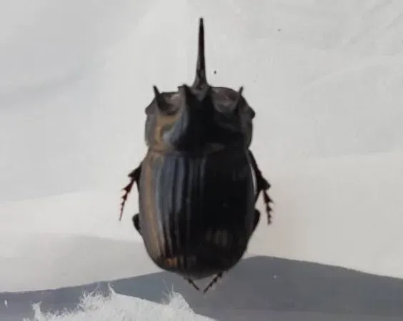 希少！ダイコクコガネペア小型・空知産 WD（♂♀フリーサイズ） 天然