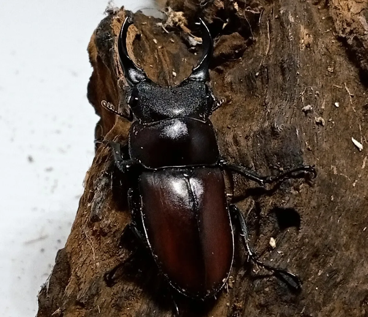成虫｜カブ王!オークション