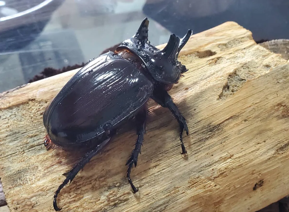 ケンタウルスミツノカブト3令幼虫2頭 / アルゼンチン・イグアス