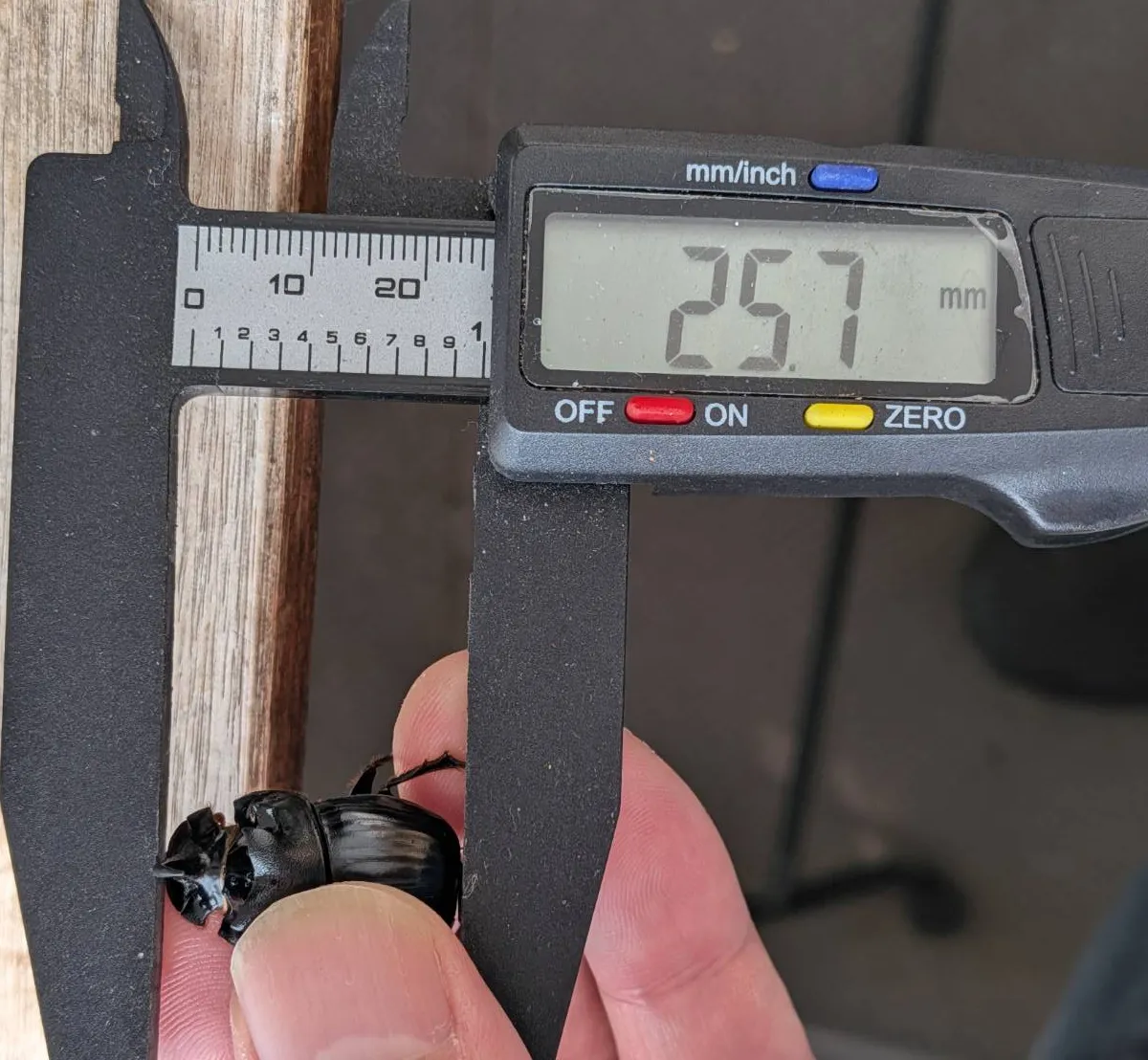 超希少！大型の北海道ダイコクコガネ成虫 WD ペア （♂25.7mm