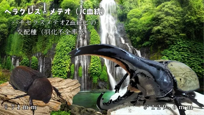 JCZ2503】ヘラクレス・メテオ(Jewel Crown血統) 3令幼虫ペア（4