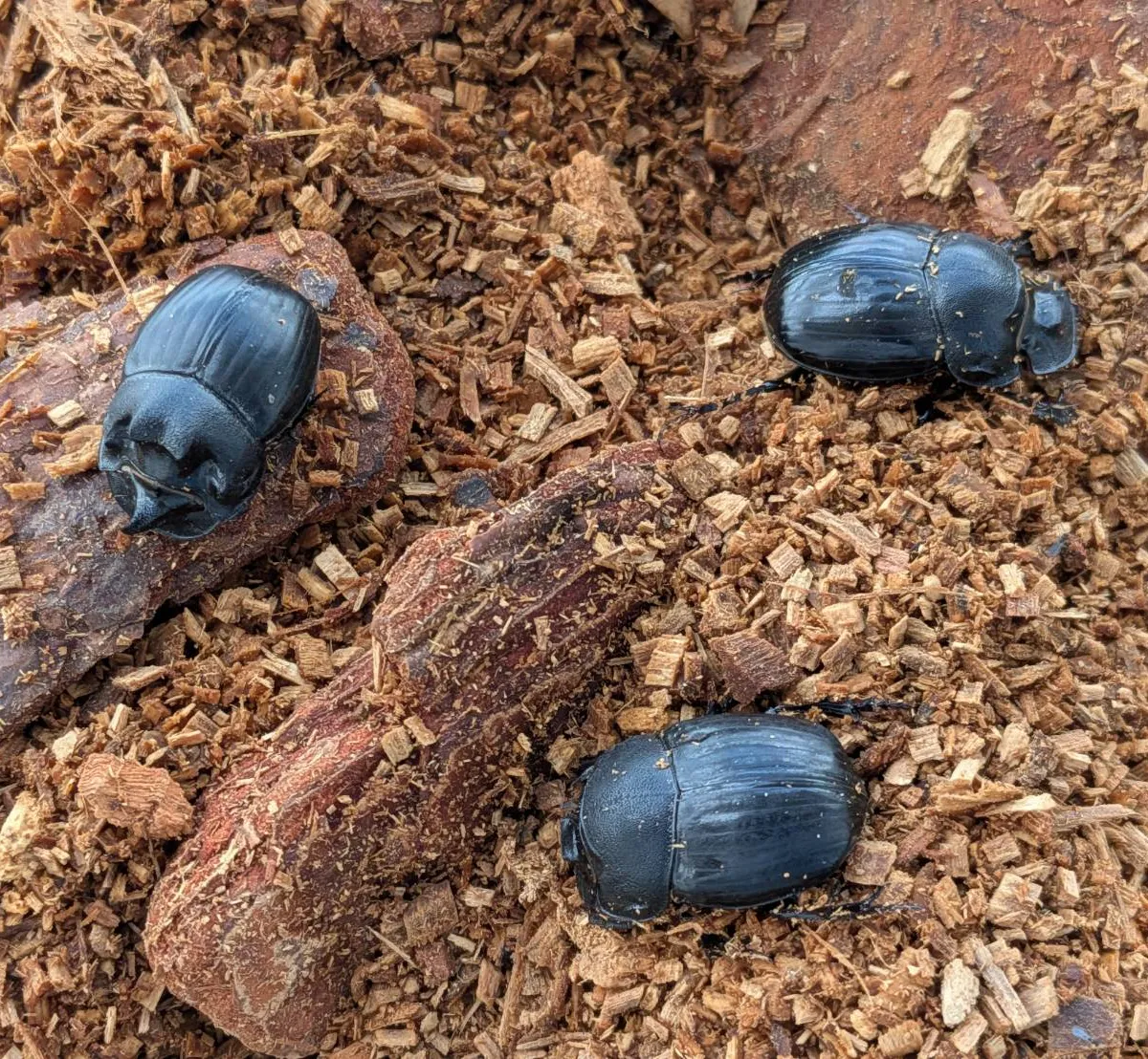 カブトムシとクワガタムシ専門の昆虫オークション｜カブ王!オークション