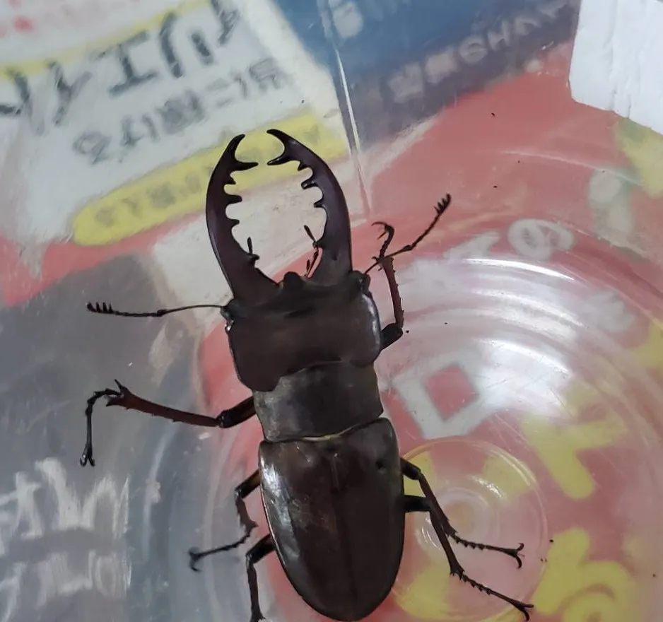 希少野外品アマミマルバネクワガタ WD2009年採集個体 2025年最新】昆虫