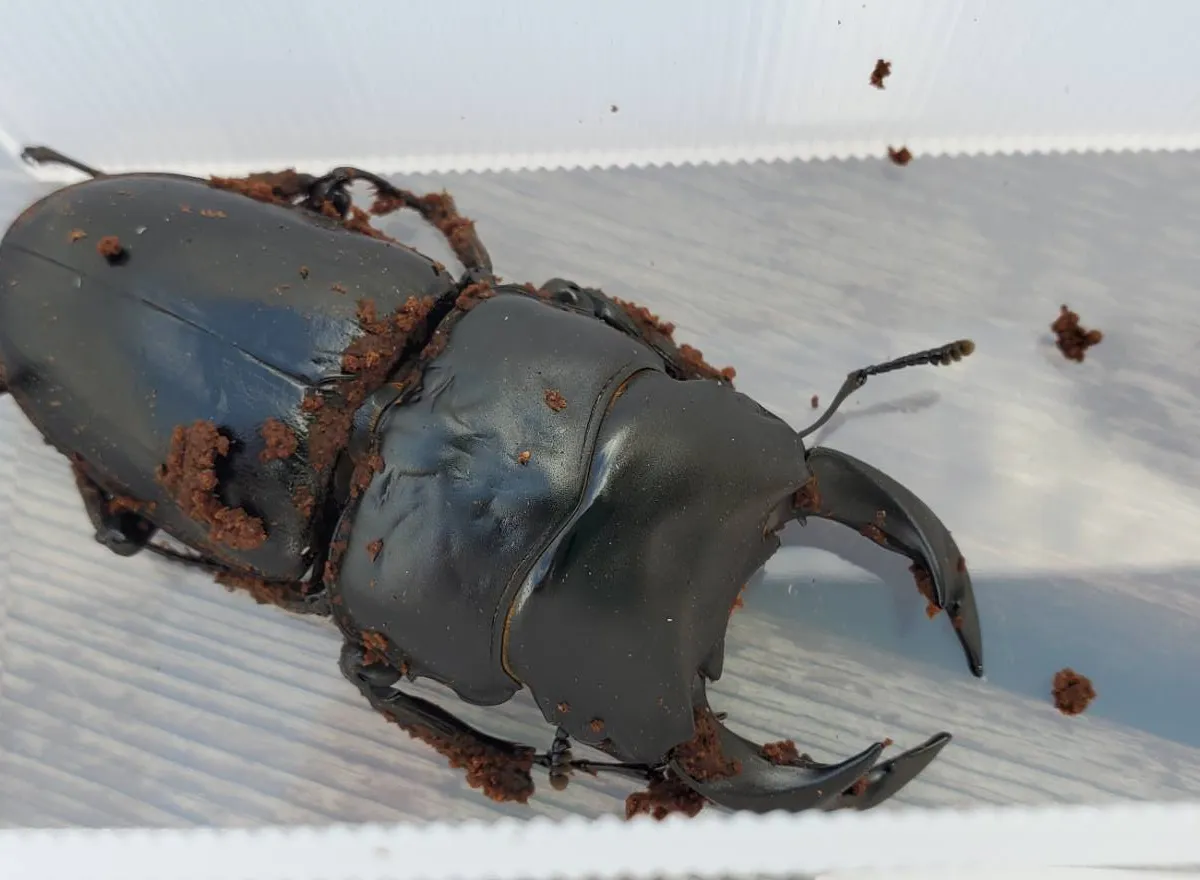 国産オオクワガタペア / 檜山産 WF1（♂66,0mm ♀44.0mm）｜カブ