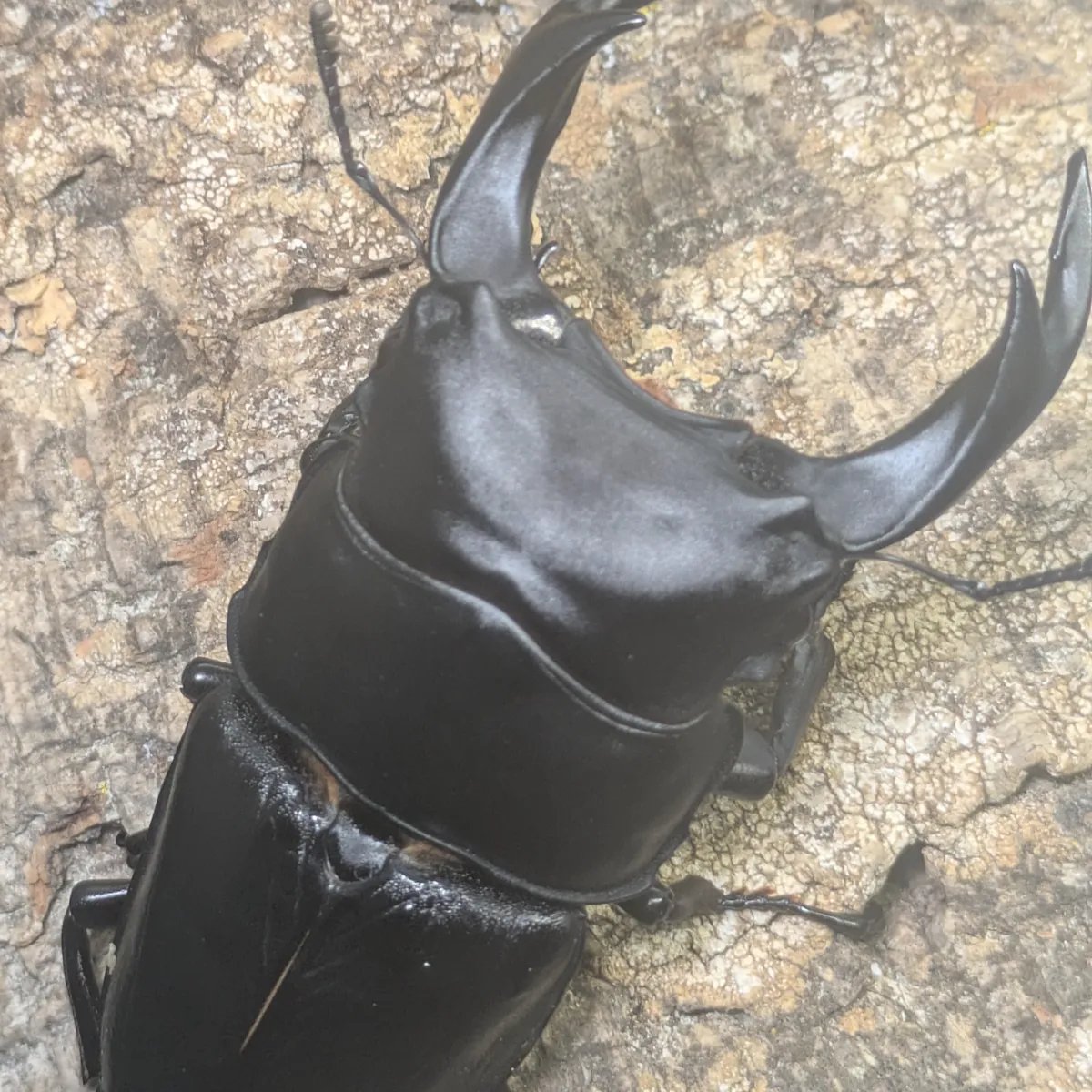 85.5㎜♂87.6同腹】オオクワガタ能勢SR血統 E05