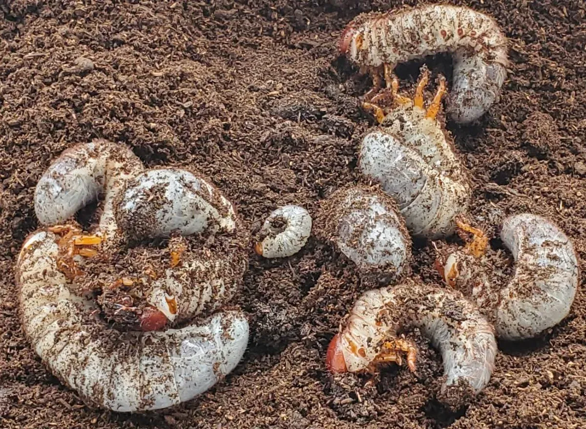 ケンタウルスミツノカブト3令幼虫2頭 / アルゼンチン・イグアス