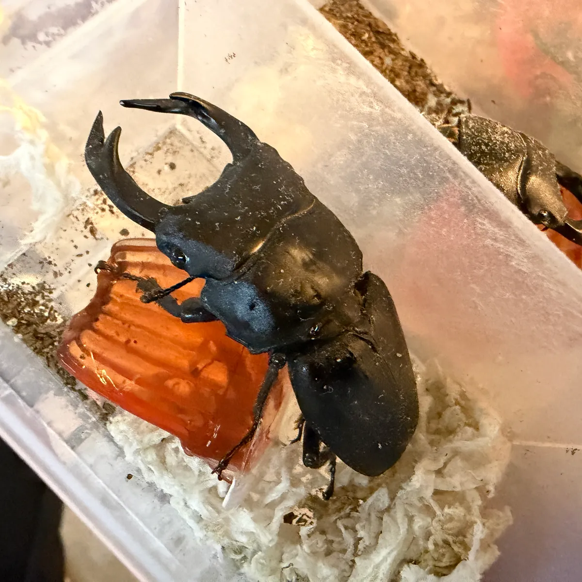 クワガタムシ｜カブ王!オークション