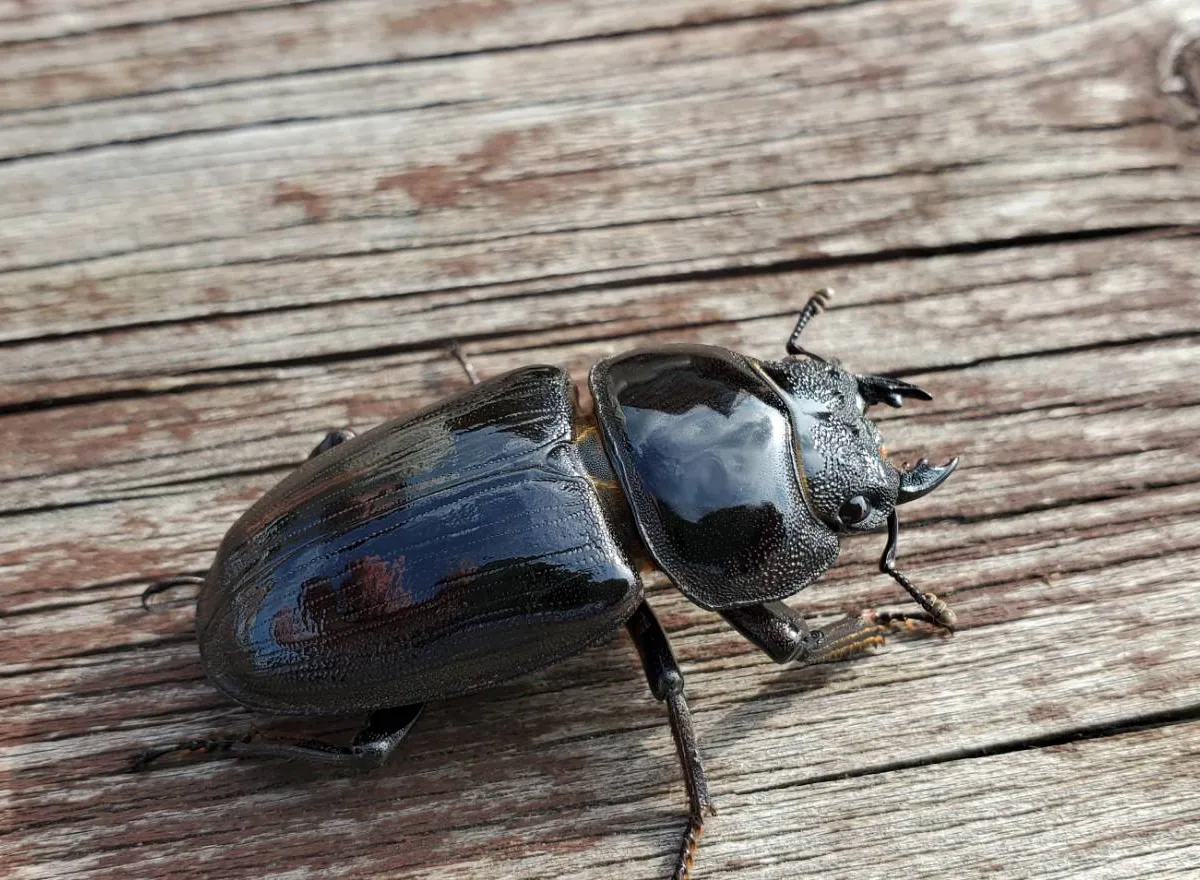 【大型85mm】オオイチモンジ（1ペア・北海道産） 大型85mmオオイチモンジ（1ペア北海道産） <0622z昆虫標本