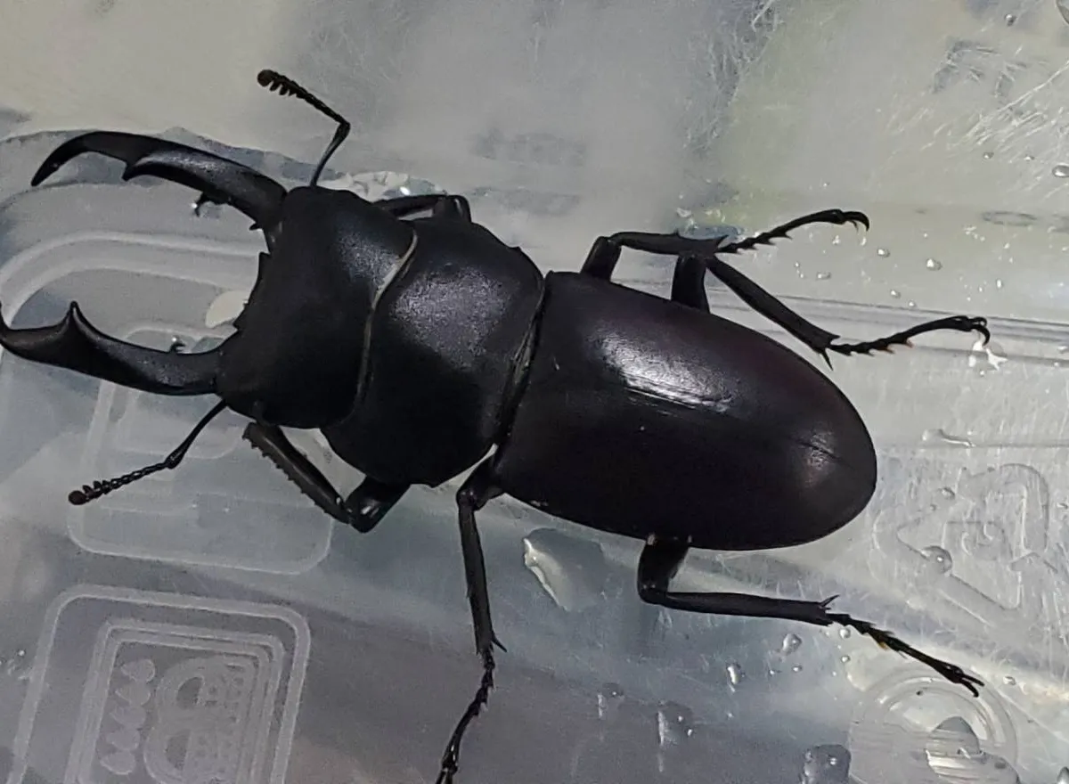 大型コクワガタ成虫ペアWD（♂46.1mm,♀27.1mm）※メスフセツ欠け有り