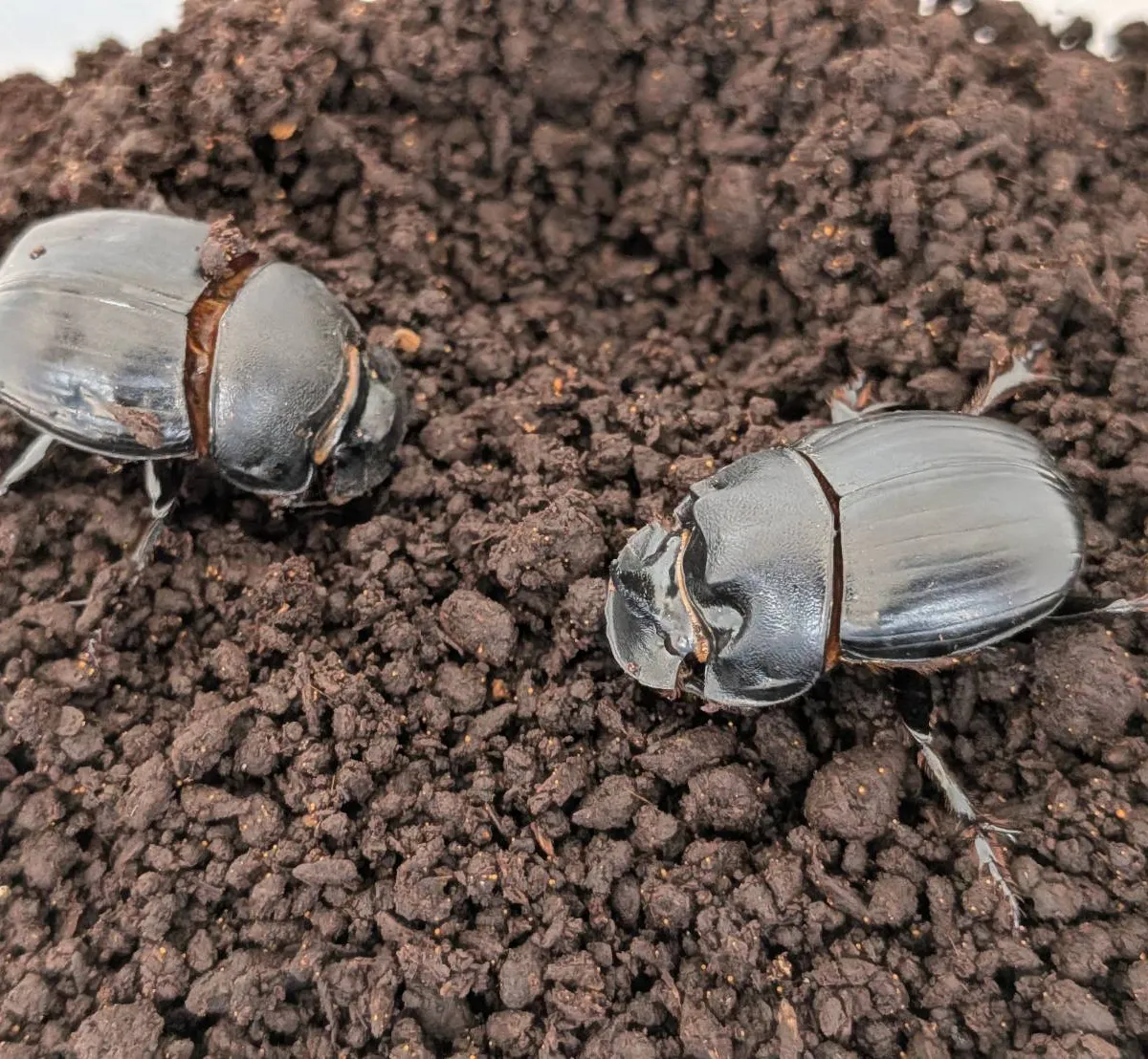 カブトムシとクワガタムシ専門の昆虫オークション｜カブ王!オークション
