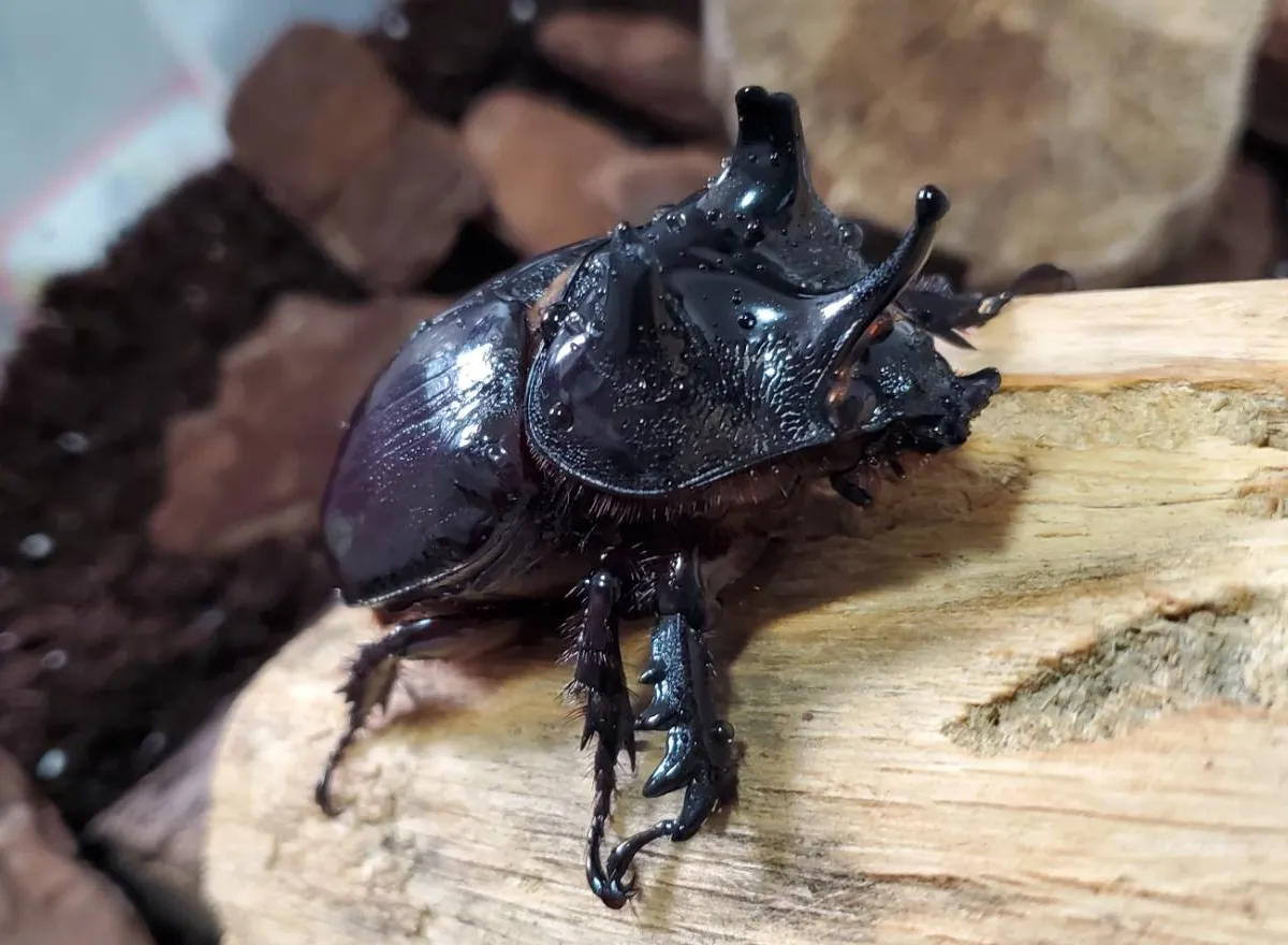 コロンビア産 本物アルレキンカブトムシ標本 12×16cm 外国産カブトムシ｜カブ王!オークション