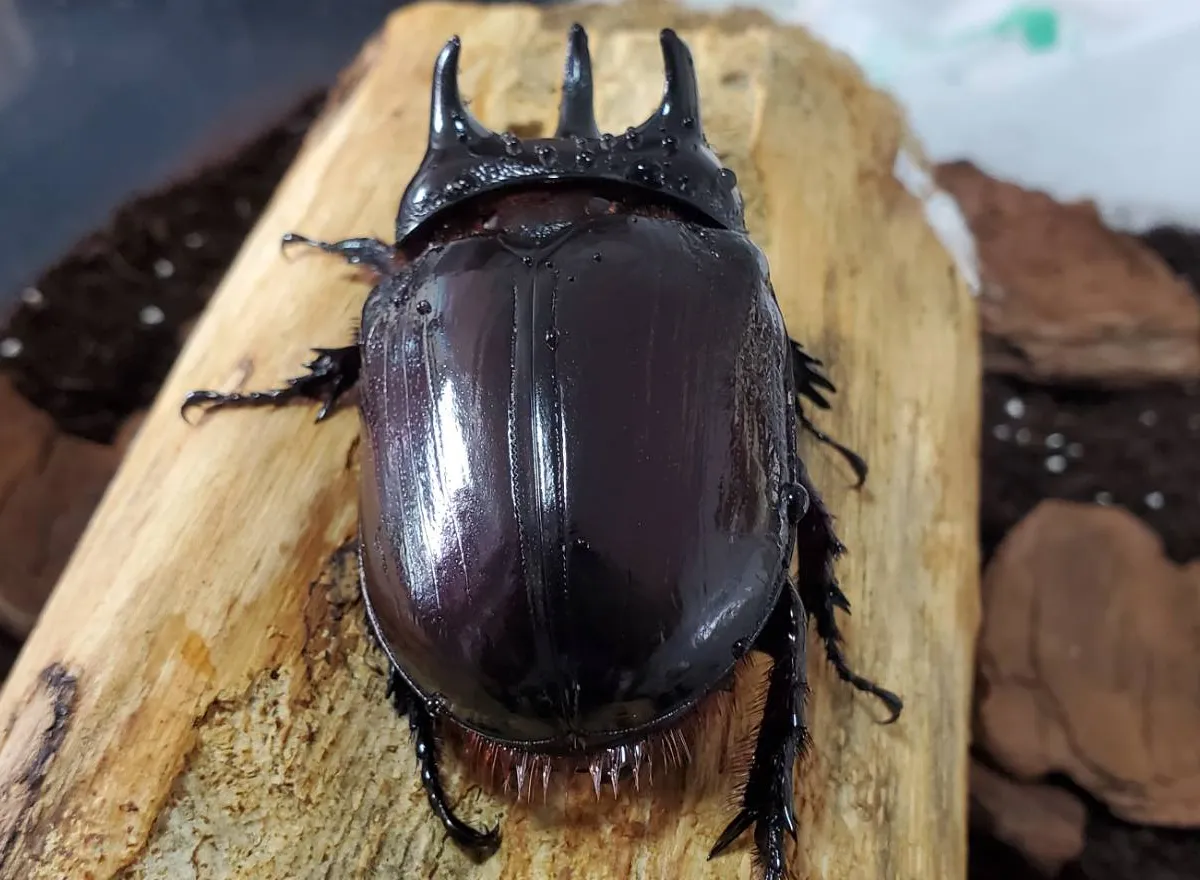 オブロンガス ミツノカブト 3令幼虫4頭セット 希少種！ケンタウルス