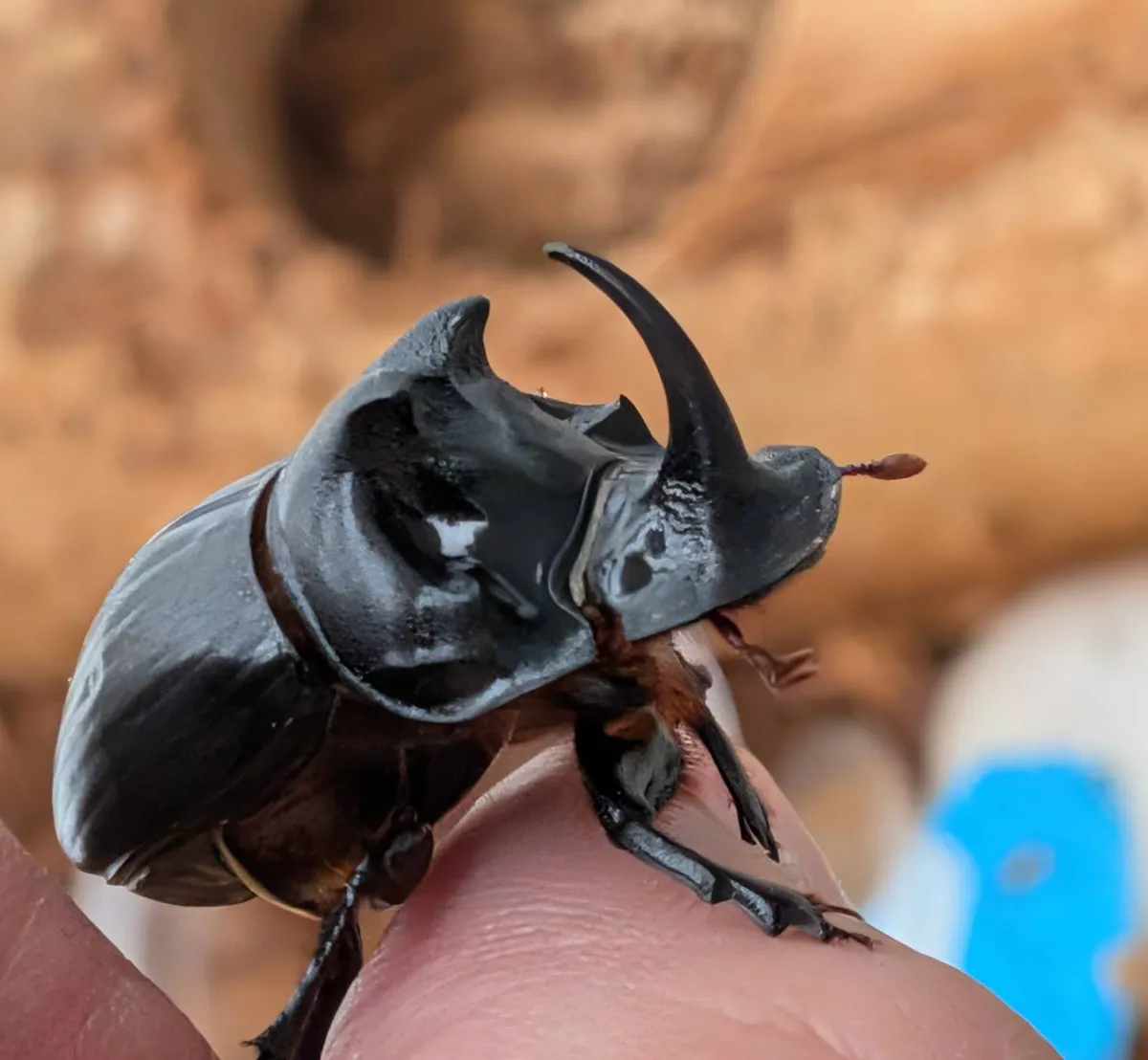 カブトムシとクワガタムシ専門の昆虫オークション｜カブ王!オークション