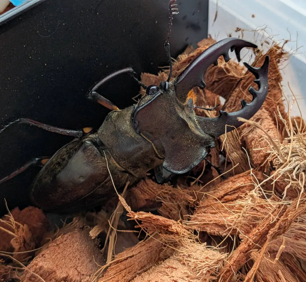 超大型！天然採集エゾ型ミヤマクワガタ♂♀ペア・WD/北海度胆振産