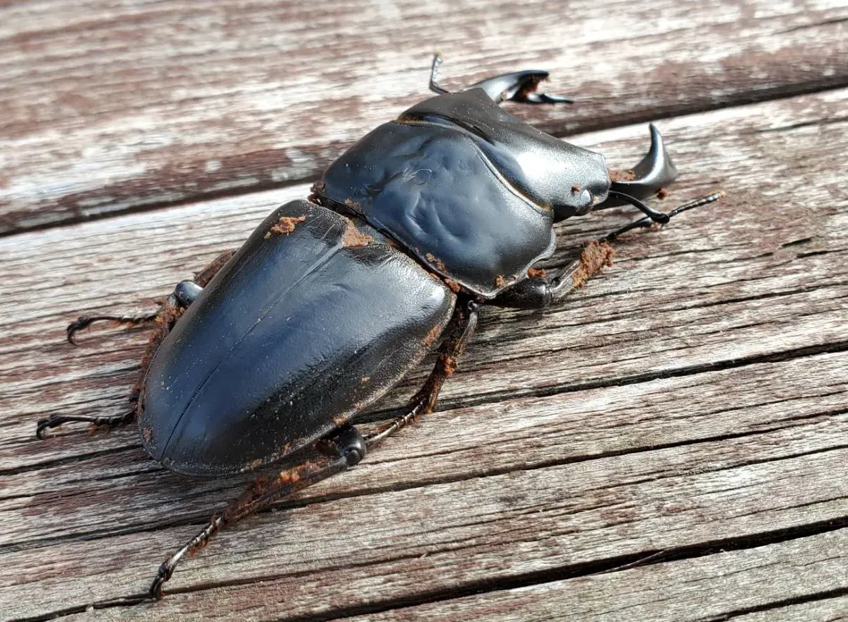 国産オオクワガタペア / 檜山産 WF1（♂66,0mm ♀44.0mm）｜カブ王