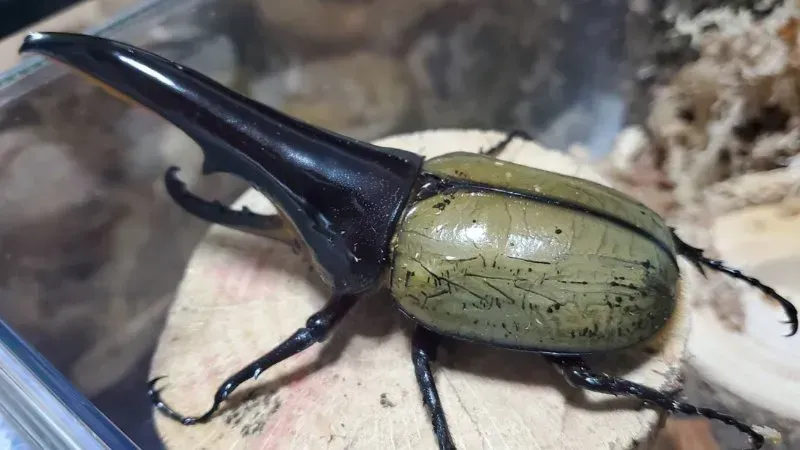 JCZ2503】ヘラクレス・メテオ(Jewel Crown血統) 3令幼虫ペア（4頭）F1