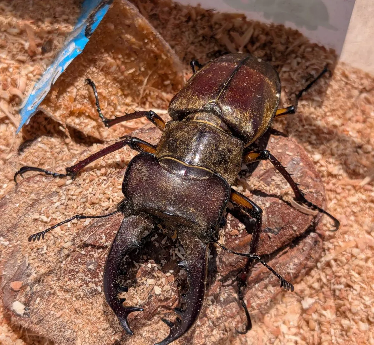 超大型！天然採集エゾ型ミヤマクワガタ♂♀2ペア・WD/北海度空知産