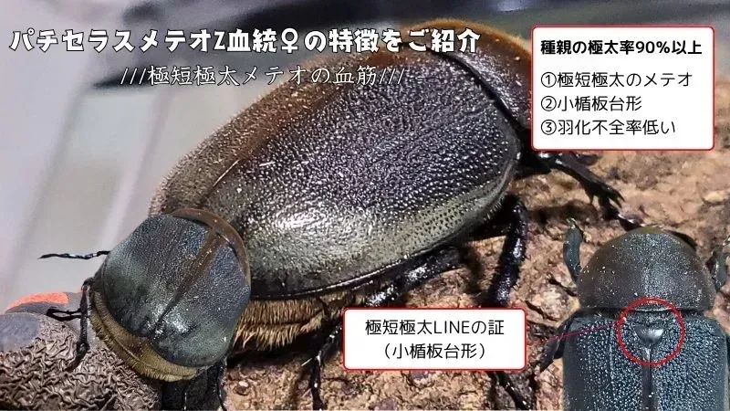 外国産カブトムシ｜カブ王!オークション